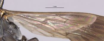 Media type: image;   Entomology 25261 Aspect: Wing hind
